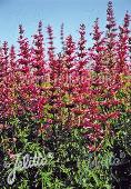 Agastache (Dropplant) mexicana 'Sangria'